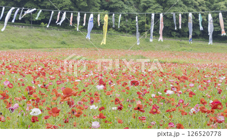 くりはま花の国のポピー くりはま花の国のポピー 126520778