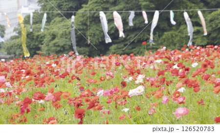 くりはま花の国のポピー 126520783