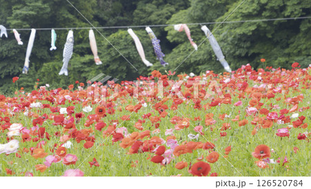 くりはま花の国のポピー 126520784