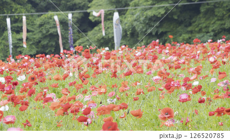 くりはま花の国のポピー くりはま花の国のポピー 126520785