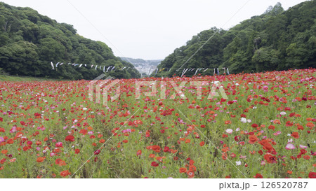 くりはま花の国のポピー くりはま花の国のポピー 126520787
