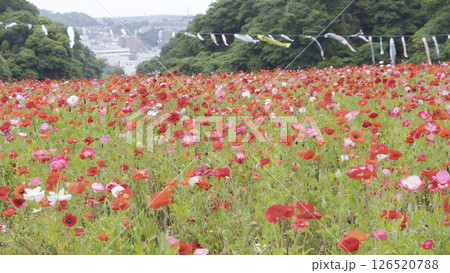 くりはま花の国のポピー くりはま花の国のポピー 126520788