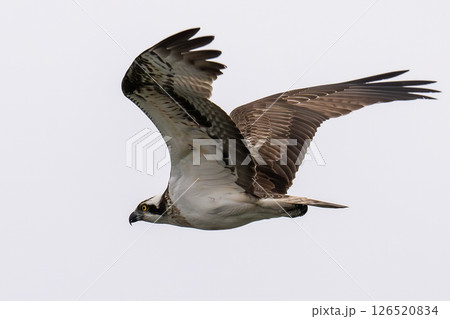 飛び立つミサゴ 126520834