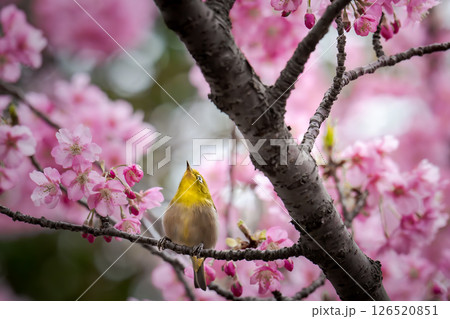 桜とメジロ 126520851