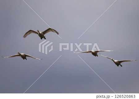 空を飛ぶ白鳥の群れ 126520863