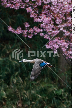 桜とマガモ 126520920