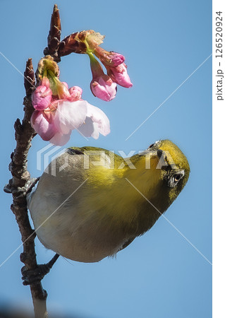 ウメジロー 126520924