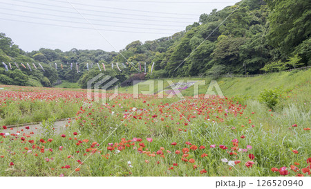 くりはま花の国のポピー くりはま花の国のポピー 126520940