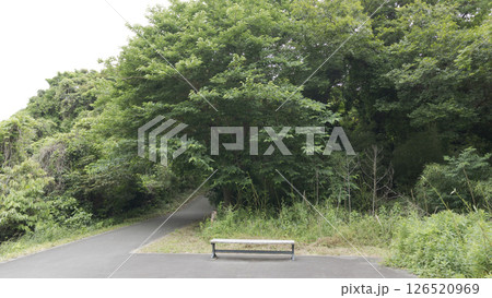 三浦市の小網代の森 126520969