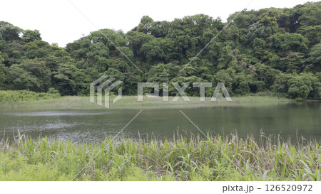 三浦市の小網代の森 126520972