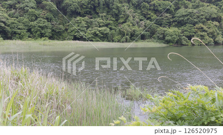 三浦市の小網代の森 126520975