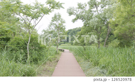 三浦市の小網代の森 126520978