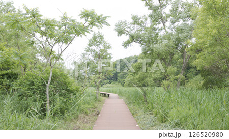 三浦市の小網代の森 126520980