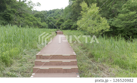 三浦市の小網代の森 三浦市の小網代の森 126520982