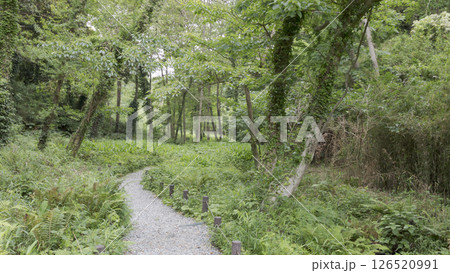 三浦市の小網代の森 126520991