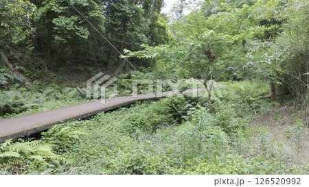 三浦市の小網代の森 126520992