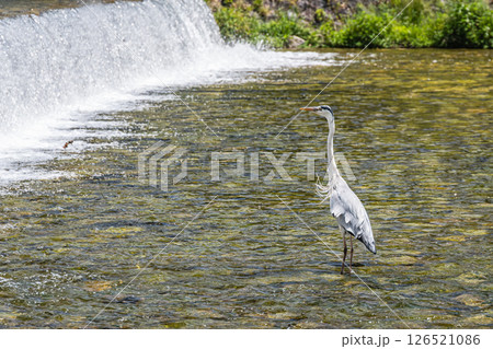 川の中に立つアオサギ　京都市鴨川 126521086