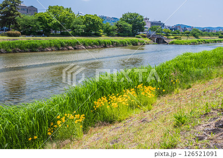 鴨川の川原に咲くオオキンケイギク（特定外来生物）　京都市 126521091