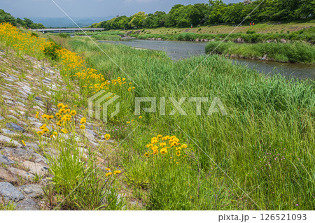 鴨川の川原に咲くオオキンケイギク（特定外来生物）　京都市 126521093