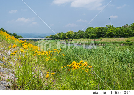 鴨川の川原に咲くオオキンケイギク（特定外来生物）　京都市 126521094