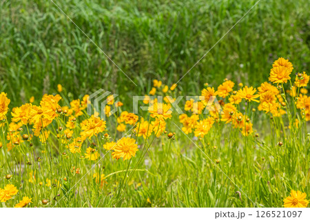 鴨川の川原に咲くオオキンケイギク（特定外来生物）　京都市 126521097
