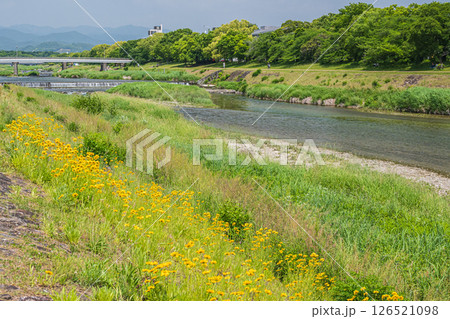 鴨川の川原に咲くオオキンケイギク（特定外来生物）　京都市 126521098
