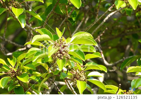 クロガネモチの花・2025年5月　 126521135