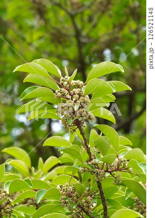 クロガネモチの花・2025年5月　 126521148