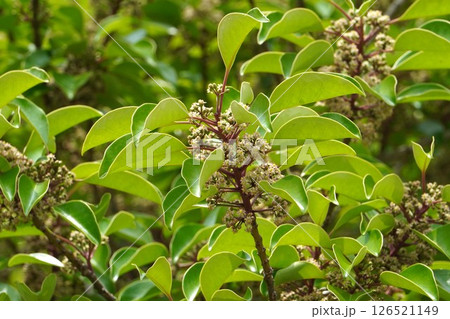 クロガネモチの花・2025年5月　 126521149