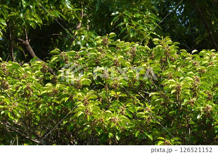 クロガネモチの花・2025年5月　 126521152