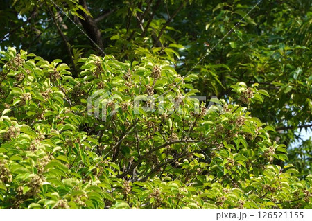 クロガネモチの花・2025年5月 クロガネモチの花・2025年5月 126521155