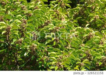 クロガネモチの花・2025年5月 クロガネモチの花・2025年5月 126521158