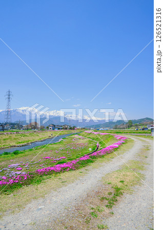 【農具川河川公園】北アルプスと芝桜【大町市】 【農具川河川公園】北アルプスと芝桜【大町市】 126521316
