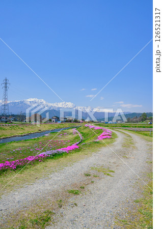 【農具川河川公園】北アルプスと芝桜【大町市】 【農具川河川公園】北アルプスと芝桜【大町市】 126521317