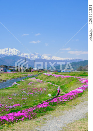 【農具川河川公園】北アルプスと芝桜【大町市】 【農具川河川公園】北アルプスと芝桜【大町市】 126521321