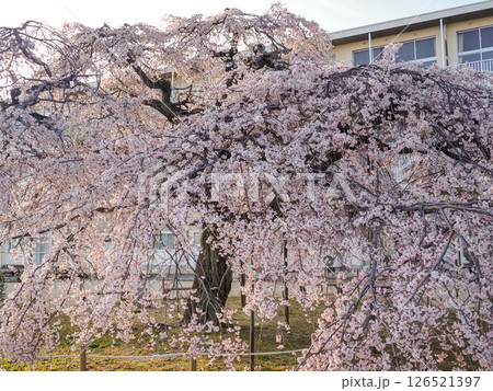 しだれ桜のある風景 126521397