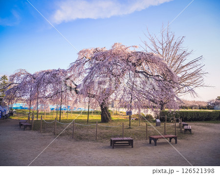 しだれ桜のある風景 126521398