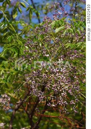 センダンの花・2025年5月 126521410