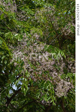 センダンの花・2025年5月 126521414