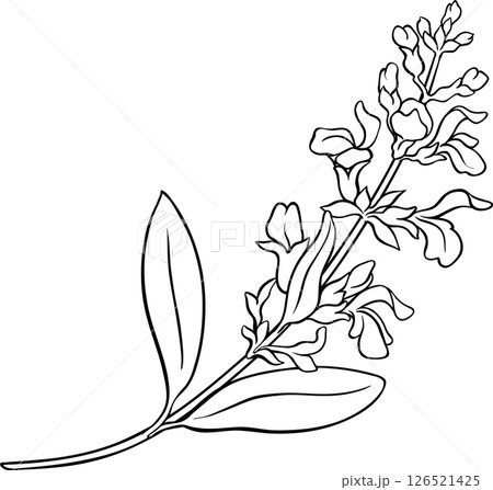Sage Plant with Flowers and Leaves Outline Illustration 126521425