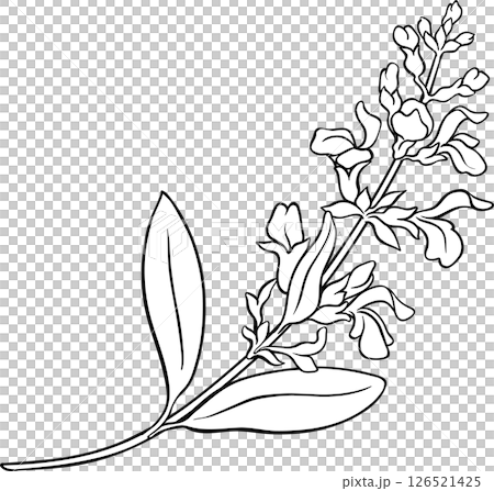 Sage Plant with Flowers and Leaves Outline Illustration 126521425
