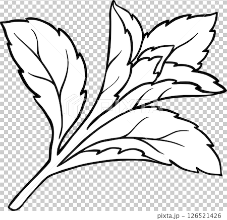 Stevia Branch Plant with Leaves Outline Illustration. Natural sweetener for health care, sugar substitute. Organic nutritional dietary supplement. 126521426