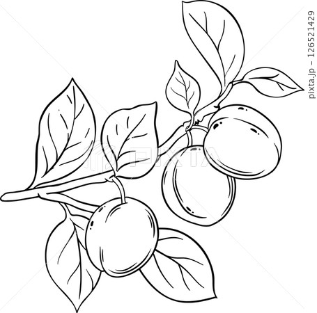 Plum Branch with Fruits and Leaves Outline Illustration. Organic natural nutritional healthy food ingredient, vegetarian diet product. Plum Branch with Fruits and Leaves Outline Illustration. Organic natural nutritional healthy food ingredient, vegetarian diet product. 126521429