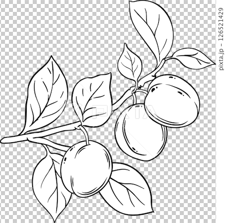 Plum Branch with Fruits and Leaves Outline Illustration. Organic natural nutritional healthy food ingredient, vegetarian diet product. Plum Branch with Fruits and Leaves Outline Illustration. Organic natural nutritional healthy food ingredient, vegetarian diet product. 126521429