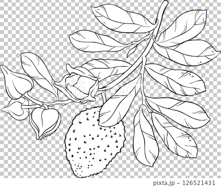 Soursop Branch Outline Illustration Soursop Branch Outline Illustration 126521431