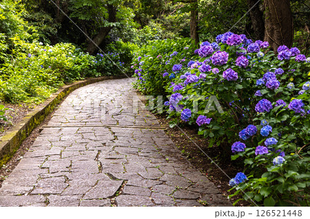 静岡県下田市　下田公園のアジサイ 126521448