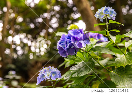 静岡県下田市　下田公園のアジサイ 126521451