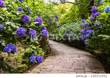 静岡県下田市　下田公園のアジサイ 126521452