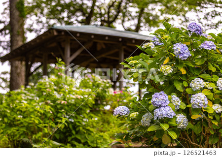 静岡県下田市 下田公園のアジサイ 静岡県下田市 下田公園のアジサイ 126521463
