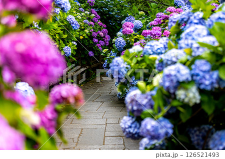静岡県下田市　下田公園のアジサイ 126521493